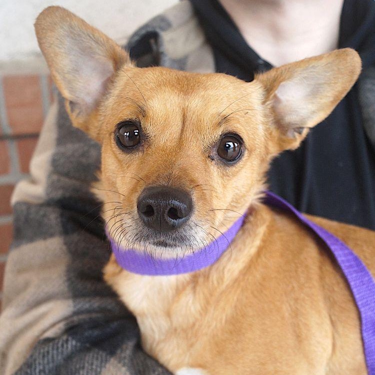 Sister, ADOPTABLE, Adult Female Chihuahua.