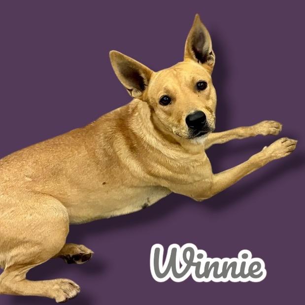 Enlarge Winnie, a Adoptable mixed breed in Scottsdale, AZ image 1/1