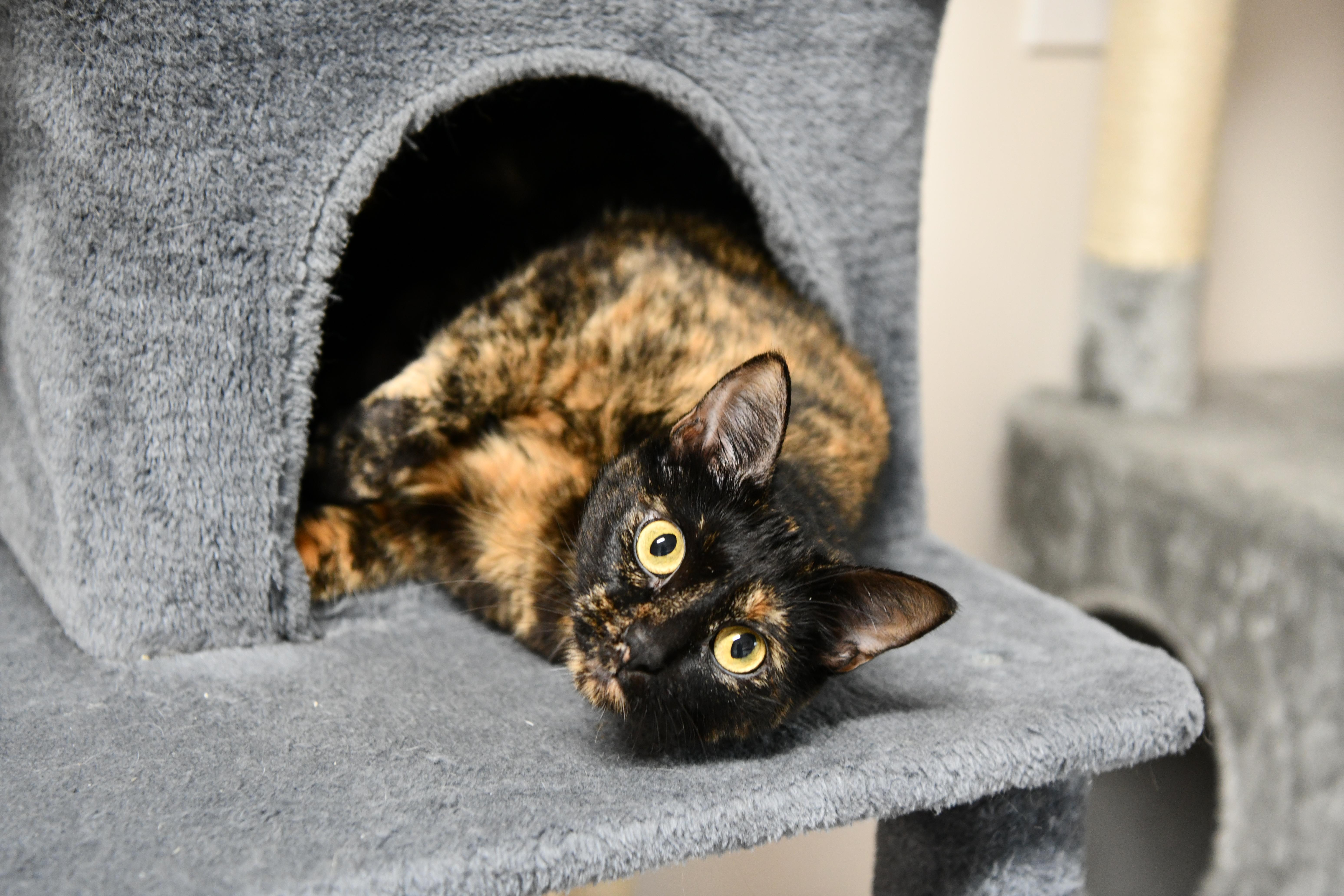 Spaghetti, ADOPTABLE, Adult Female Domestic Short Hair.