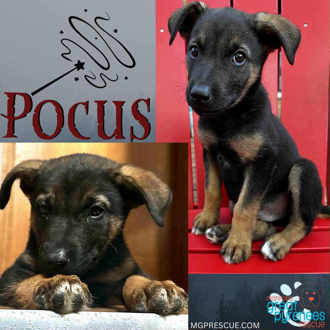 Pocus, an adoptable Shepherd in New Bothwell, MB, R0A 1C0 | Photo Image 1