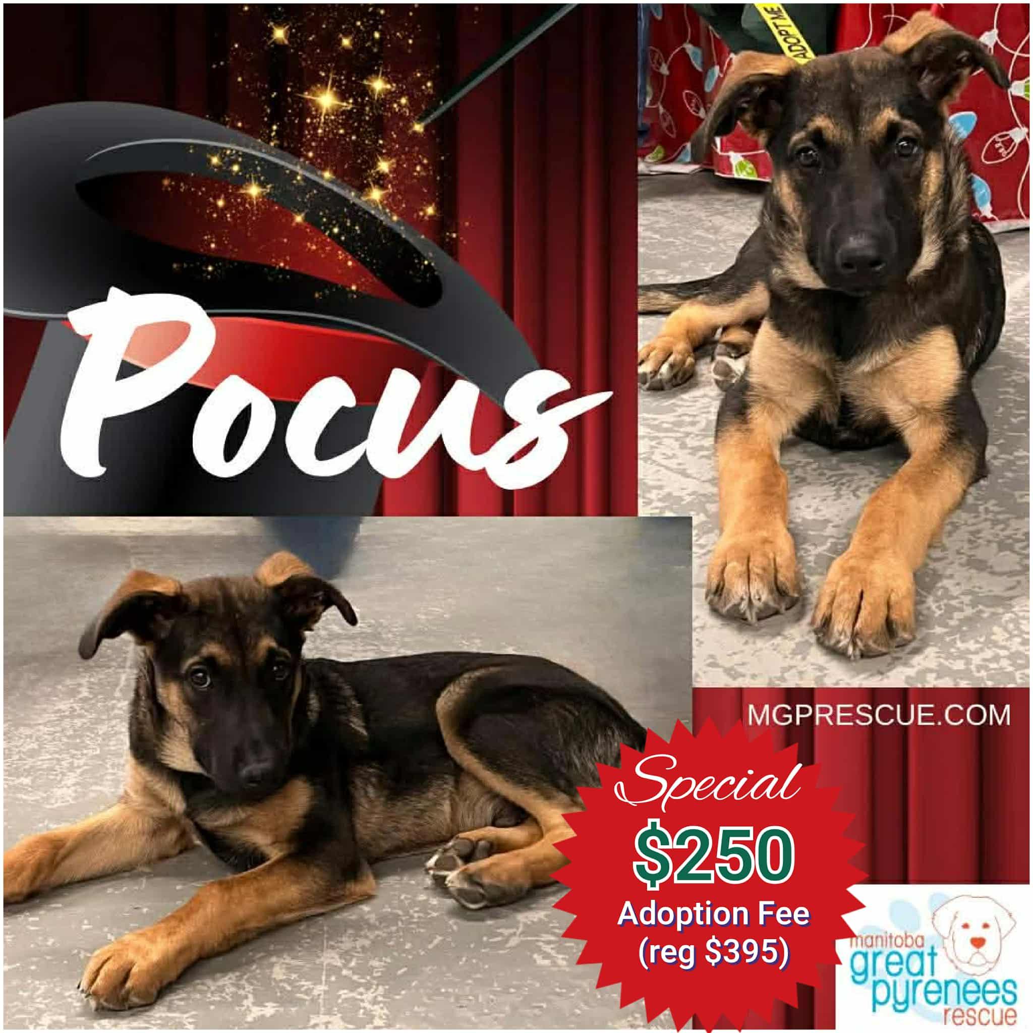 Enlarge Pocus, a Adoptable Shepherd in New Bothwell, MB image 1/2