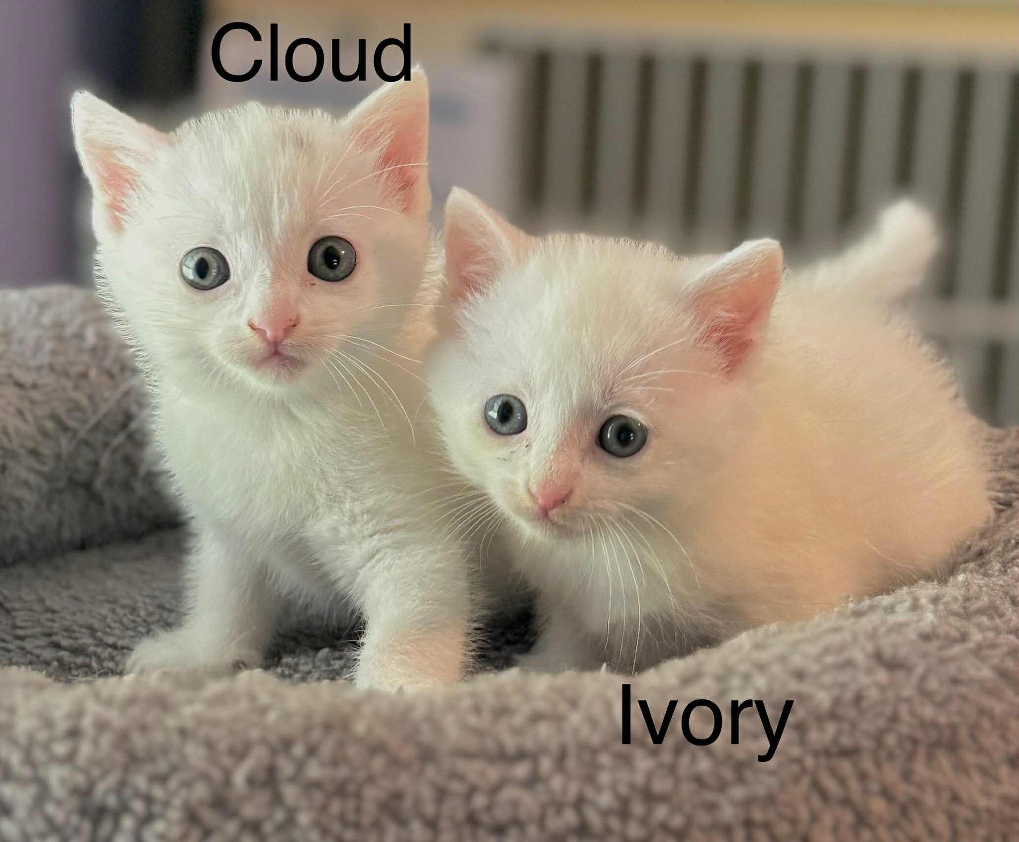 Enlarge CLOUD  & IVORY (Bonded Pair), a ADOPTABLE Domestic Short Hair in Fitchburg, WI image 2/2