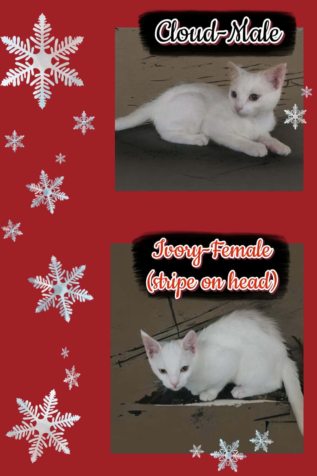 Enlarge CLOUD  & IVORY (Bonded Pair), a ADOPTABLE Domestic Short Hair in Fitchburg, WI image 1/2
