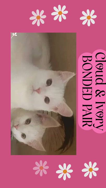 Enlarge CLOUD  & IVORY (Bonded Pair), an adoptable Domestic Short Hair in Fitchburg, WI video 1/1
