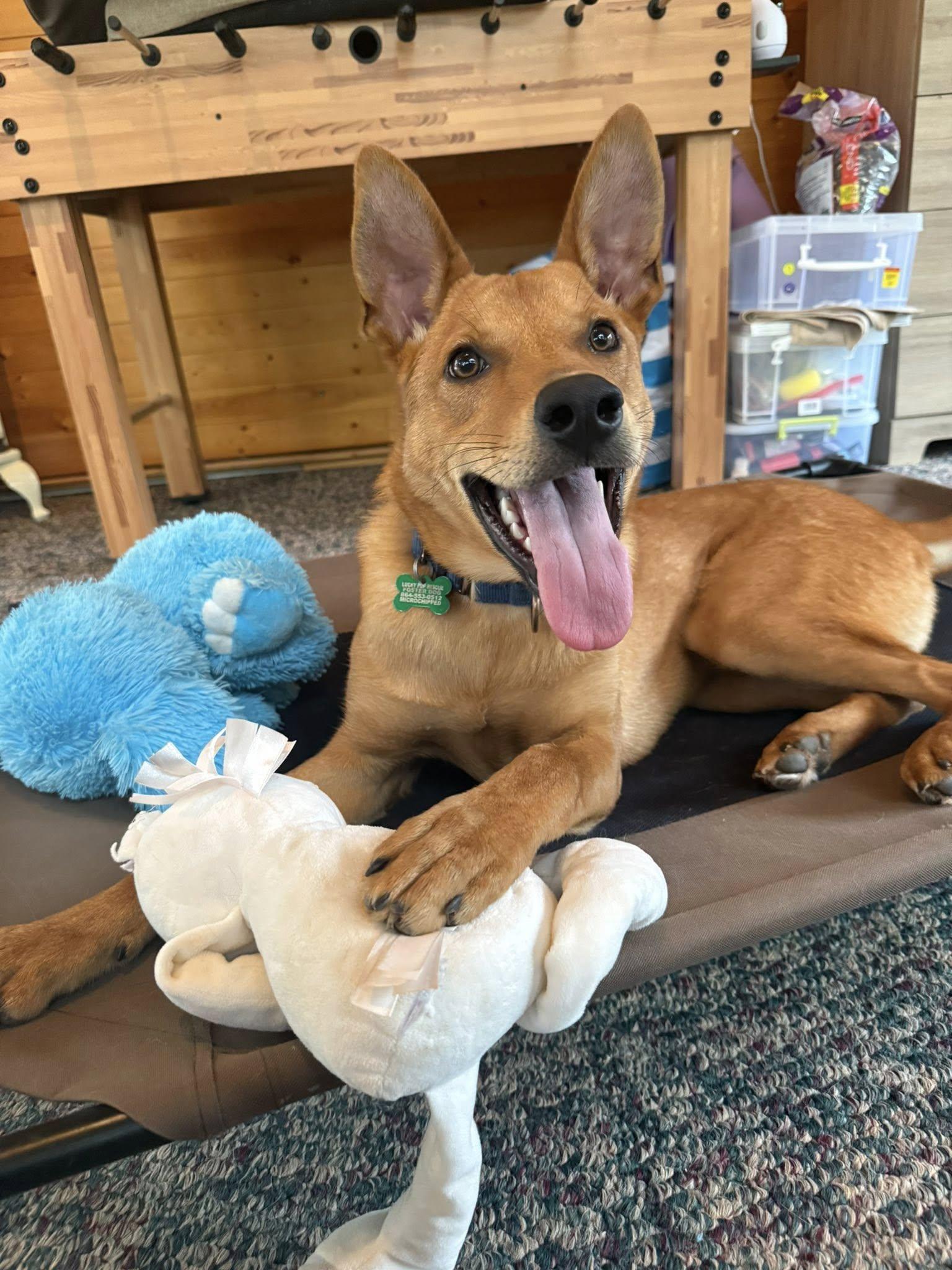 Licorice, Adoptable, Young Male Shepherd.