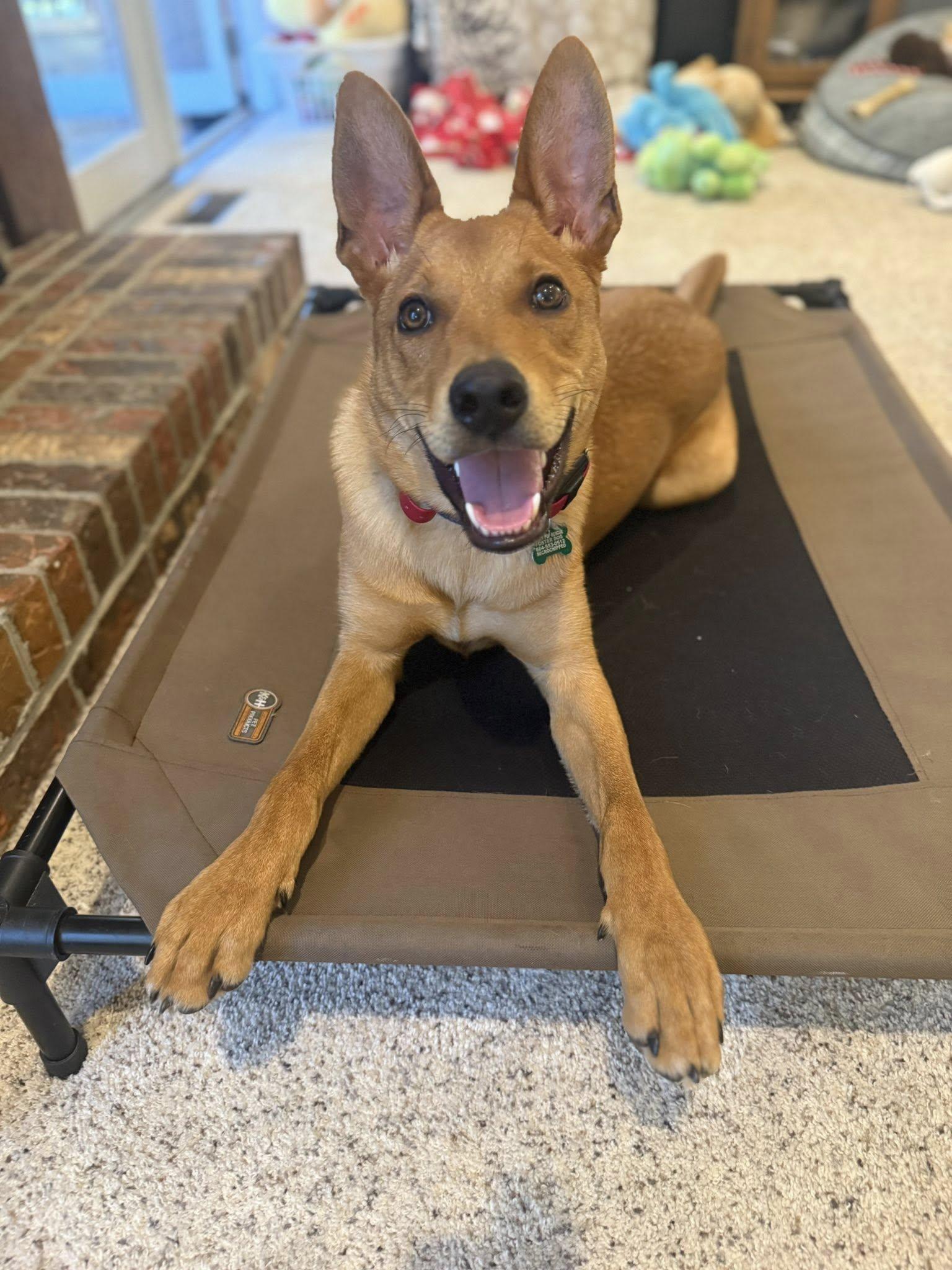 Licorice, a Adoptable Shepherd in Greenville, SC image 2/3