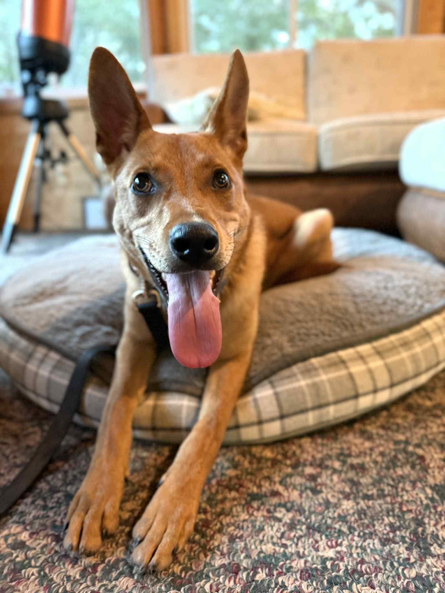 Licorice, a Adoptable Shepherd in Greenville, SC image 3/3