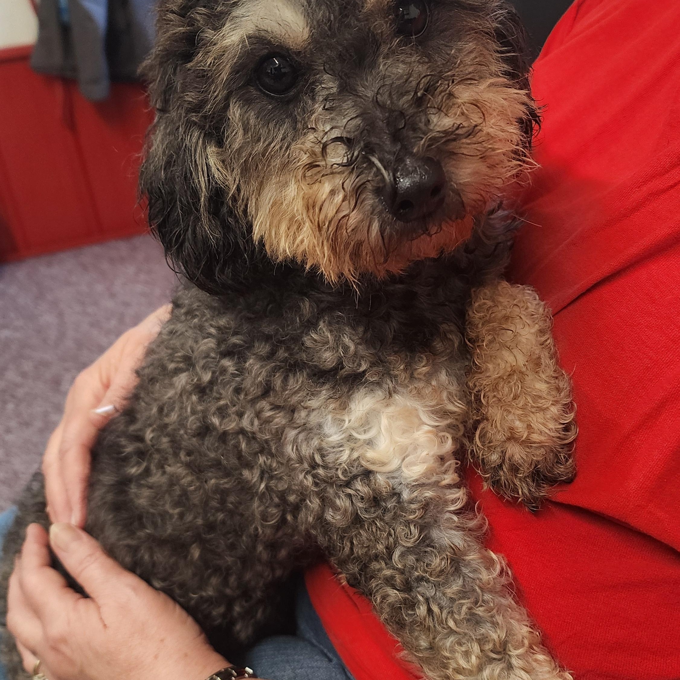 Mindy, a Adoptable Miniature Poodle in Wheelersburg, OH image 4/6