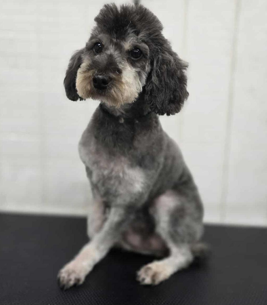 Mindy, a Adoptable Miniature Poodle in Wheelersburg, OH image 5/6