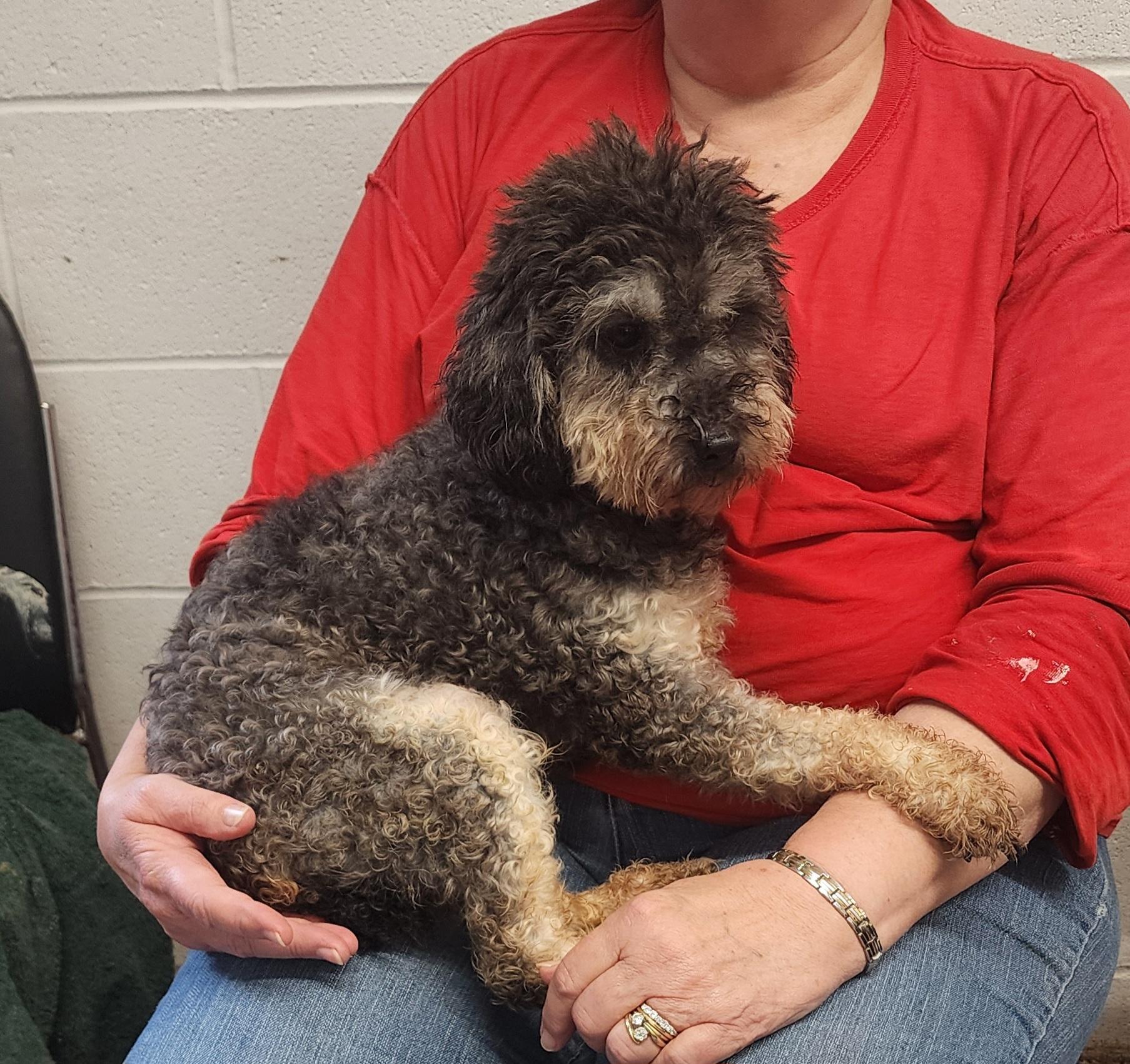 Mindy, a Adoptable Miniature Poodle in Wheelersburg, OH image 1/6