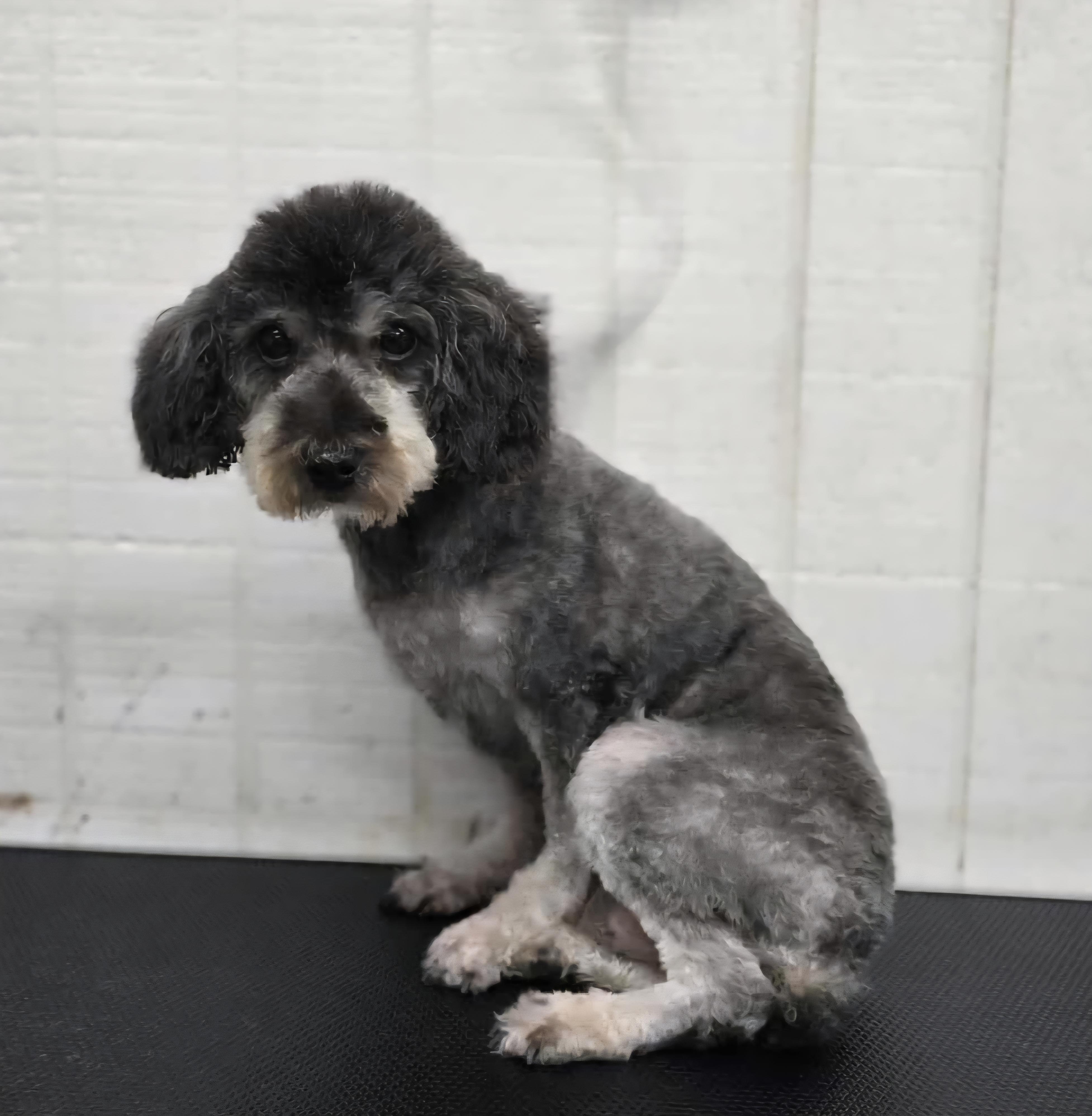 Mindy, a Adoptable Miniature Poodle in Wheelersburg, OH image 3/6