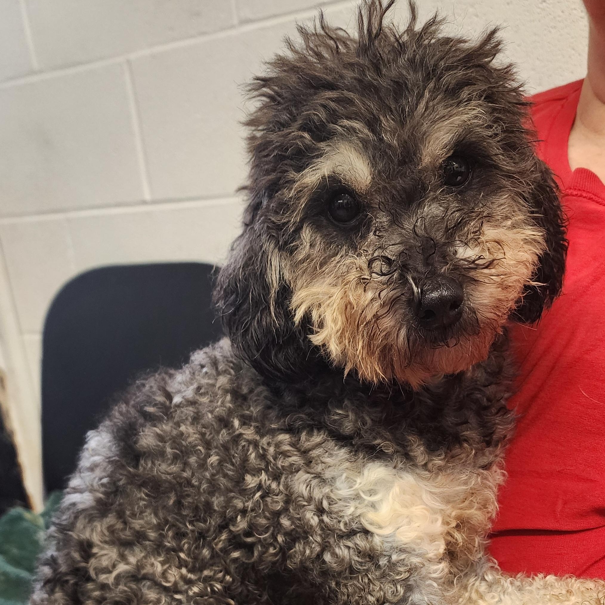 Mindy, a Adoptable Miniature Poodle in Wheelersburg, OH image 2/6