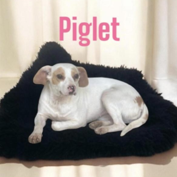 Piglet photo 2