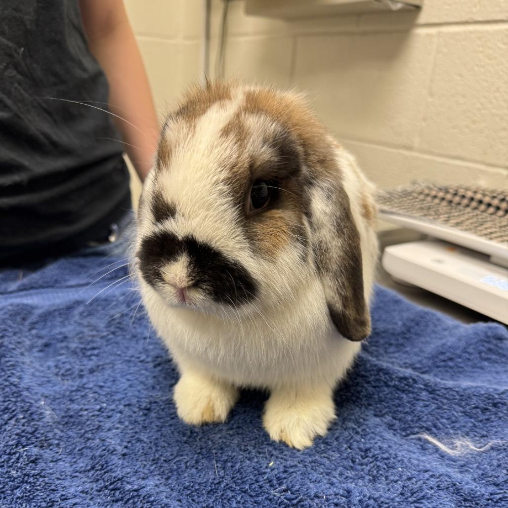 Enlarge Elphaba, a Adoptable English Lop in Murray, UT image 1/1
