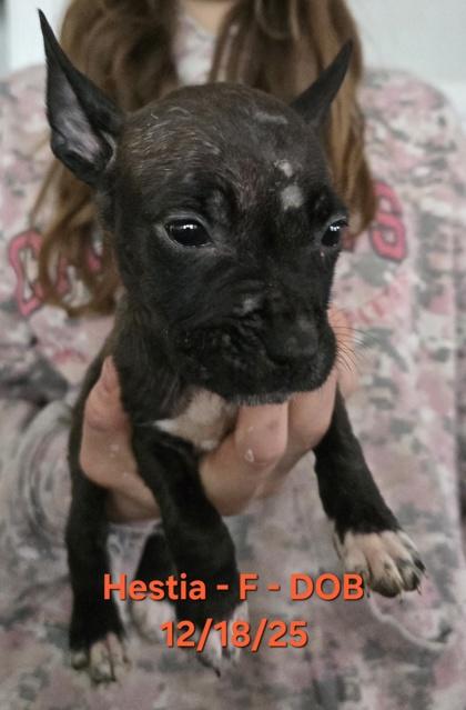 Enlarge Hestia , an adopted mixed breed in Klamath Falls, OR image 1/2