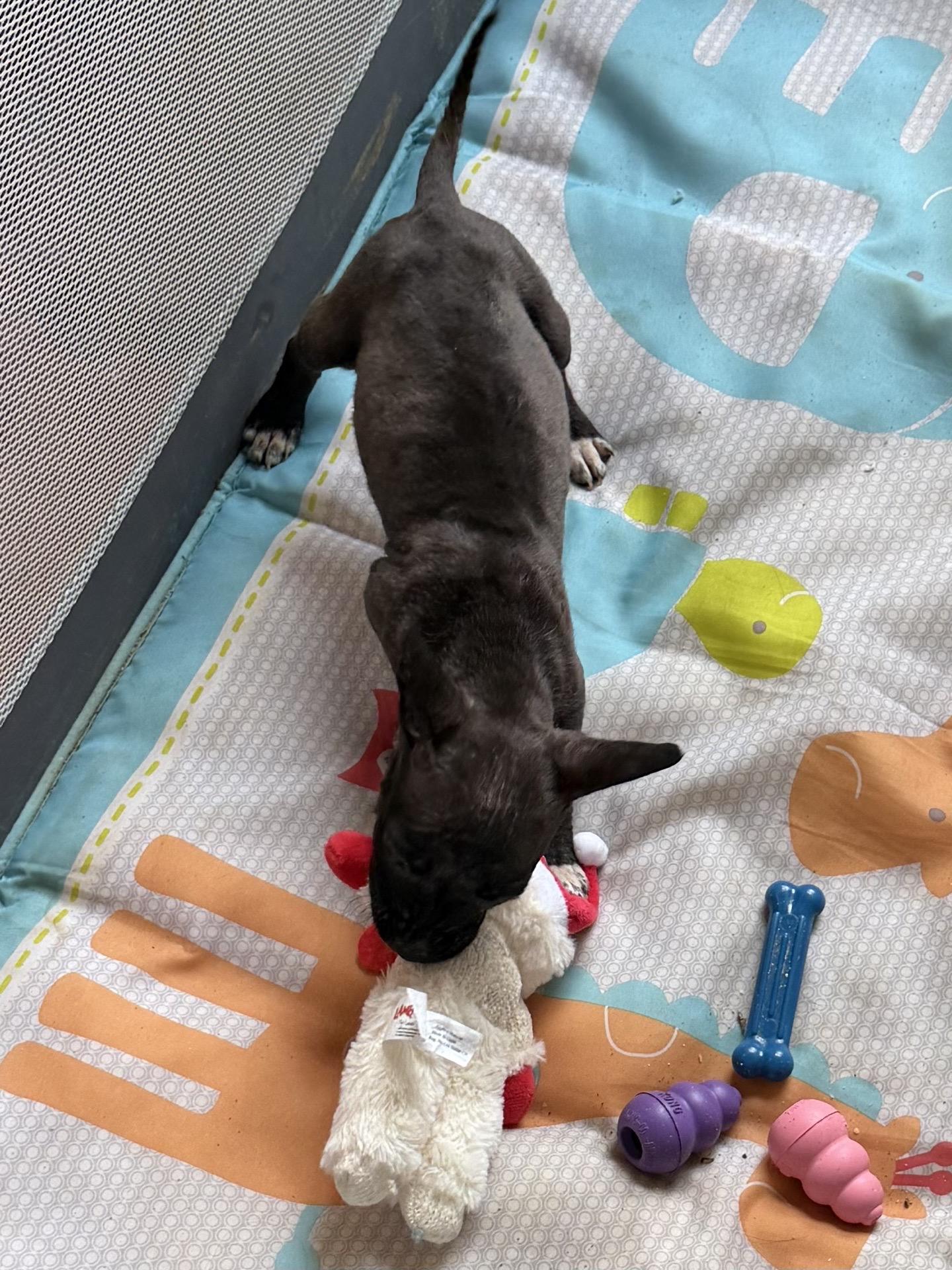 Enlarge Hestia , an adopted mixed breed in Klamath Falls, OR image 2/2