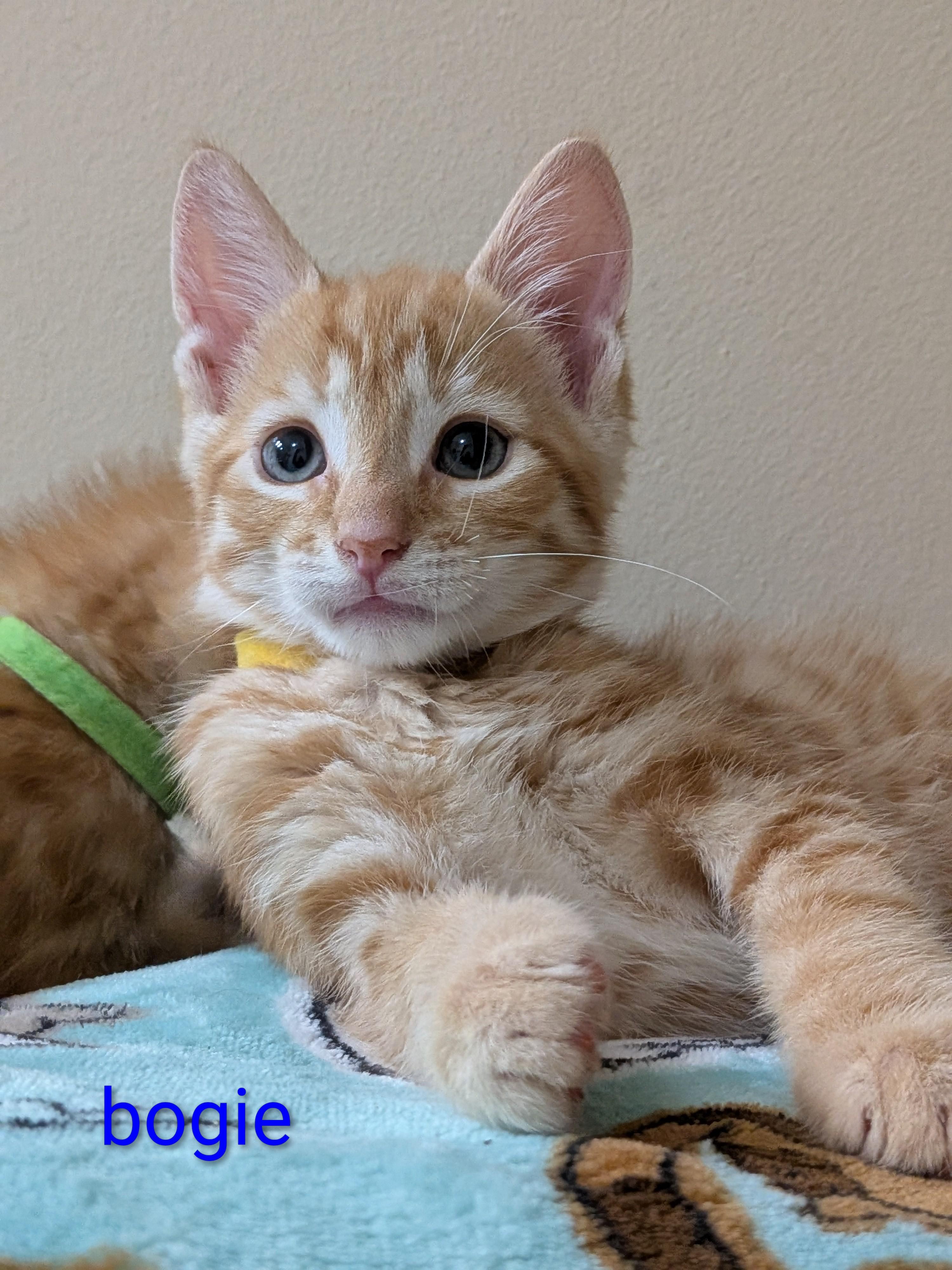 Bogie, Adoptable, Kitten Male Domestic Short Hair.