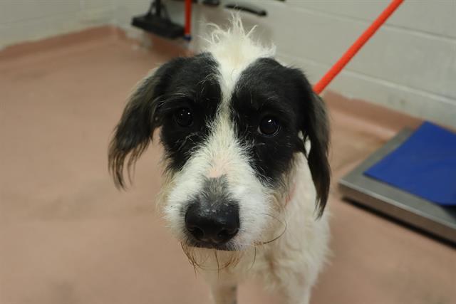 Enlarge LAINEY, a Adoptable Mixed Breed in Columbia, SC image 1/1