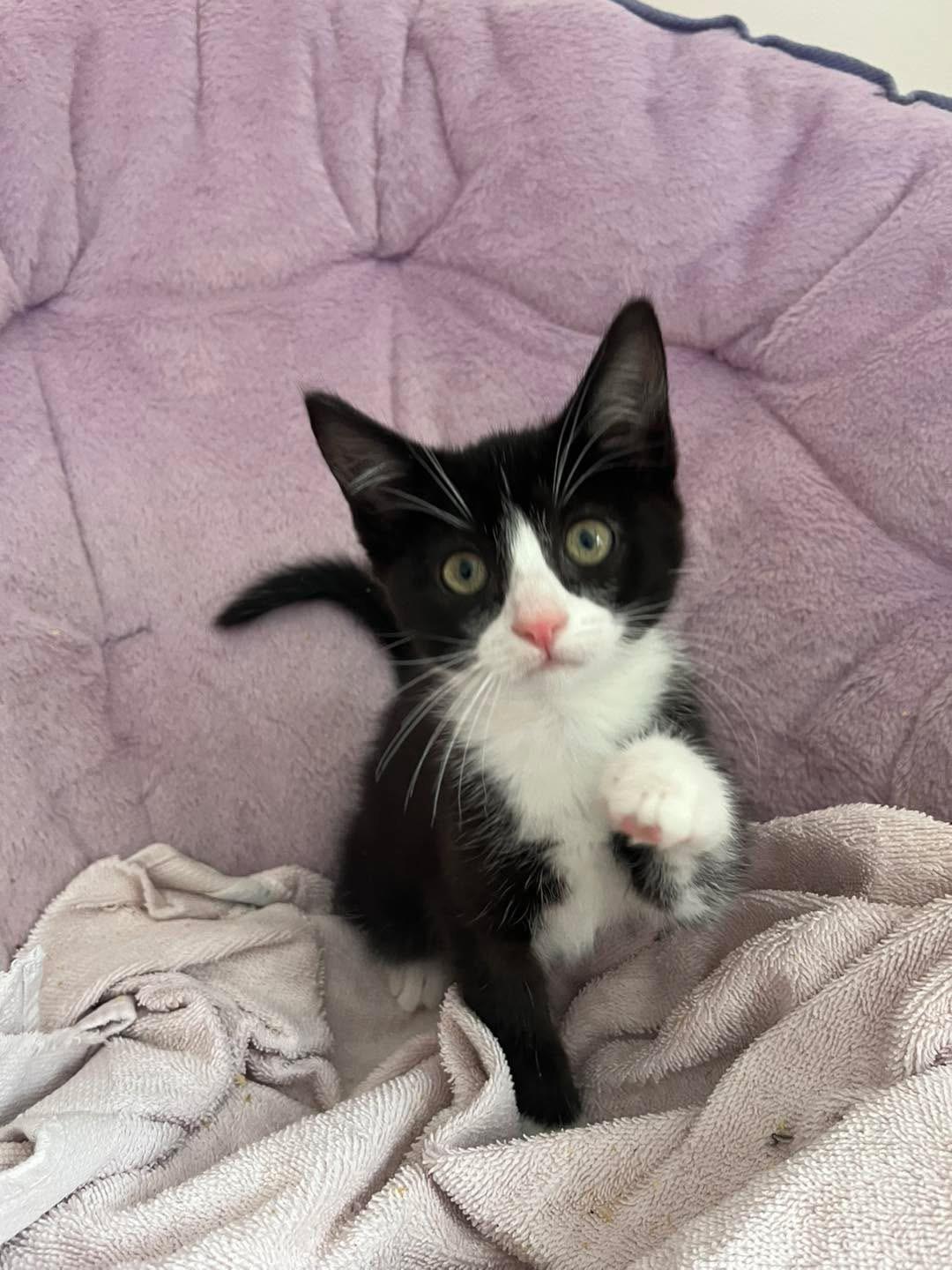 Enlarge Fenrir, an adopted mixed breed in Succasunna, NJ image 2/6