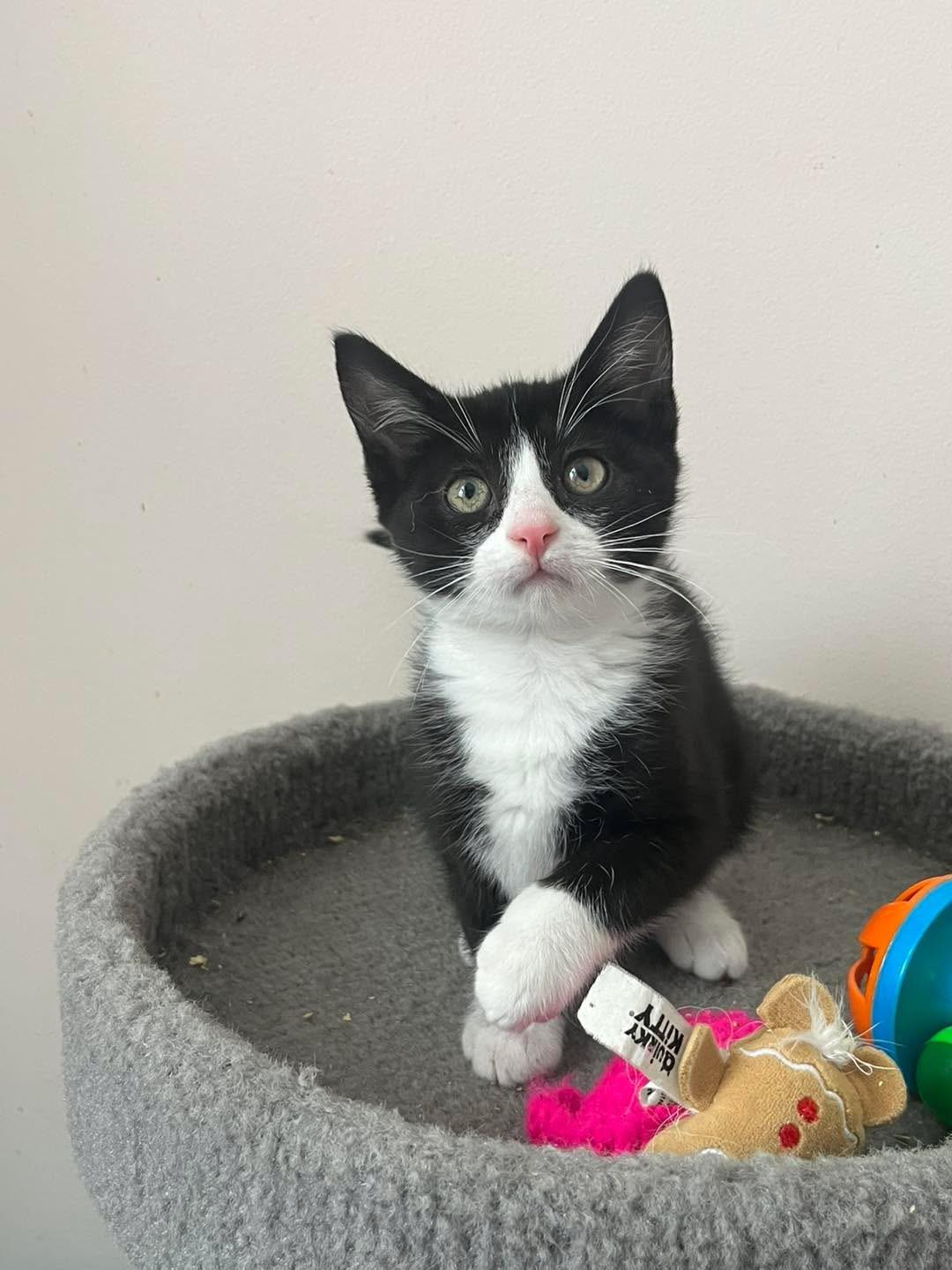 Enlarge Fenrir, an adopted mixed breed in Succasunna, NJ image 4/6