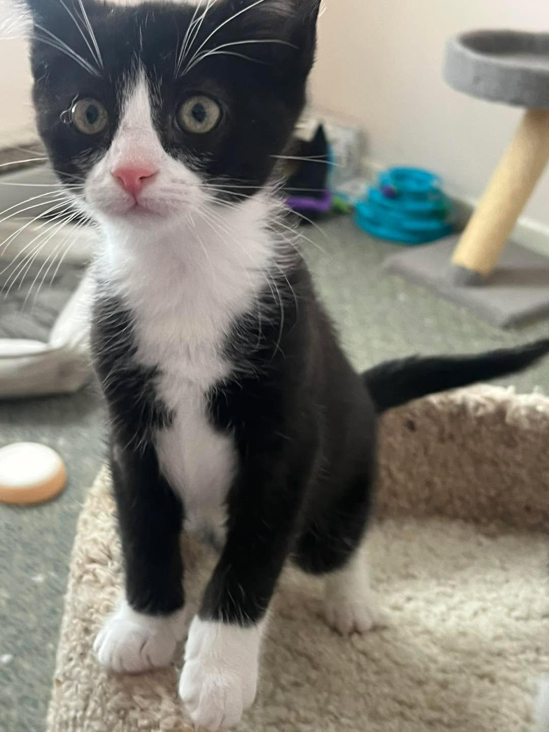 Enlarge Fenrir, an adopted mixed breed in Succasunna, NJ image 5/6