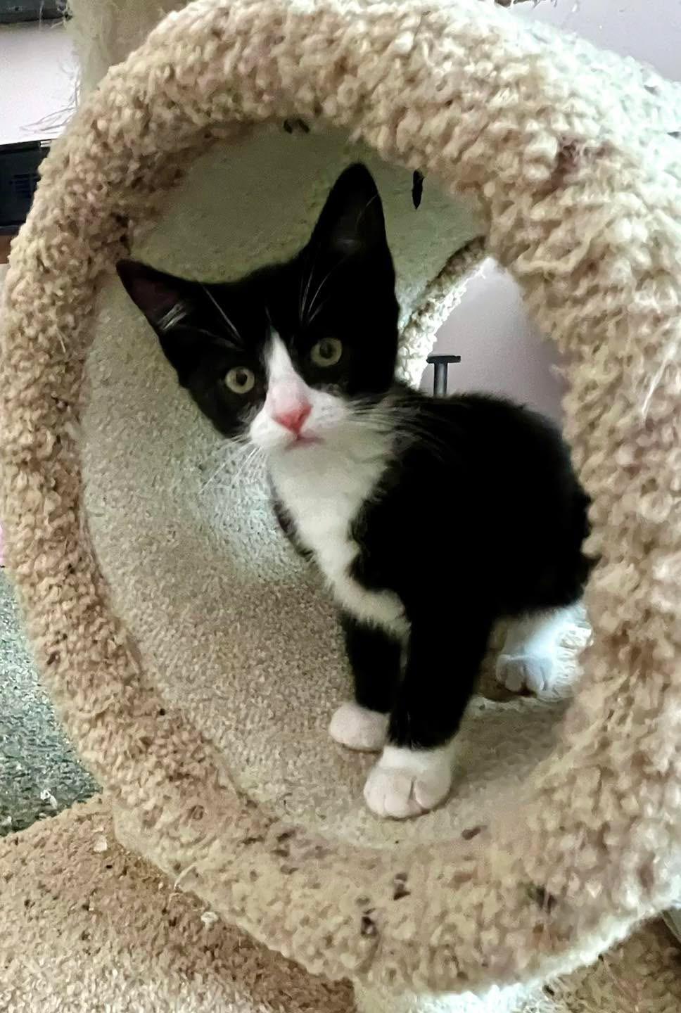 Enlarge Fenrir, an adopted mixed breed in Succasunna, NJ image 3/6