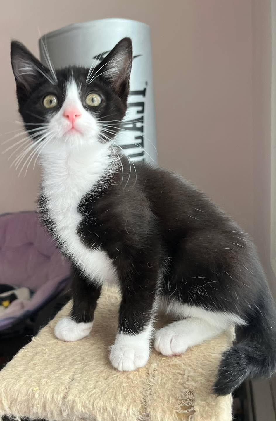 Enlarge Fenrir, an adopted mixed breed in Succasunna, NJ image 6/6