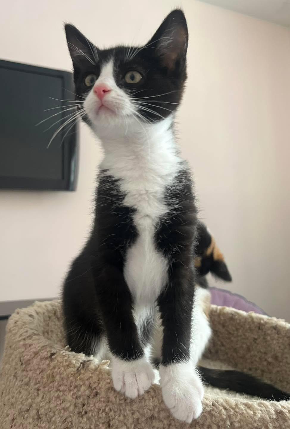 Fenrir, adopted, Kitten Female Tuxedo.