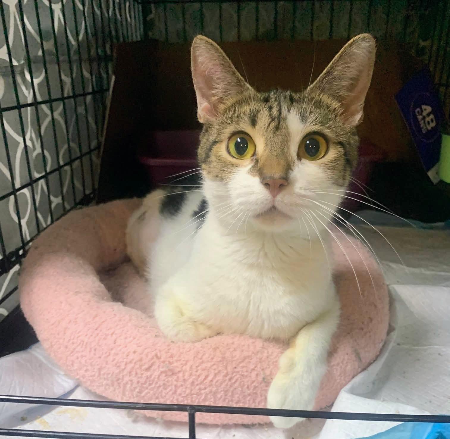 Cassidy, a Adoptable Domestic Short Hair in Allentown, PA image 1/2