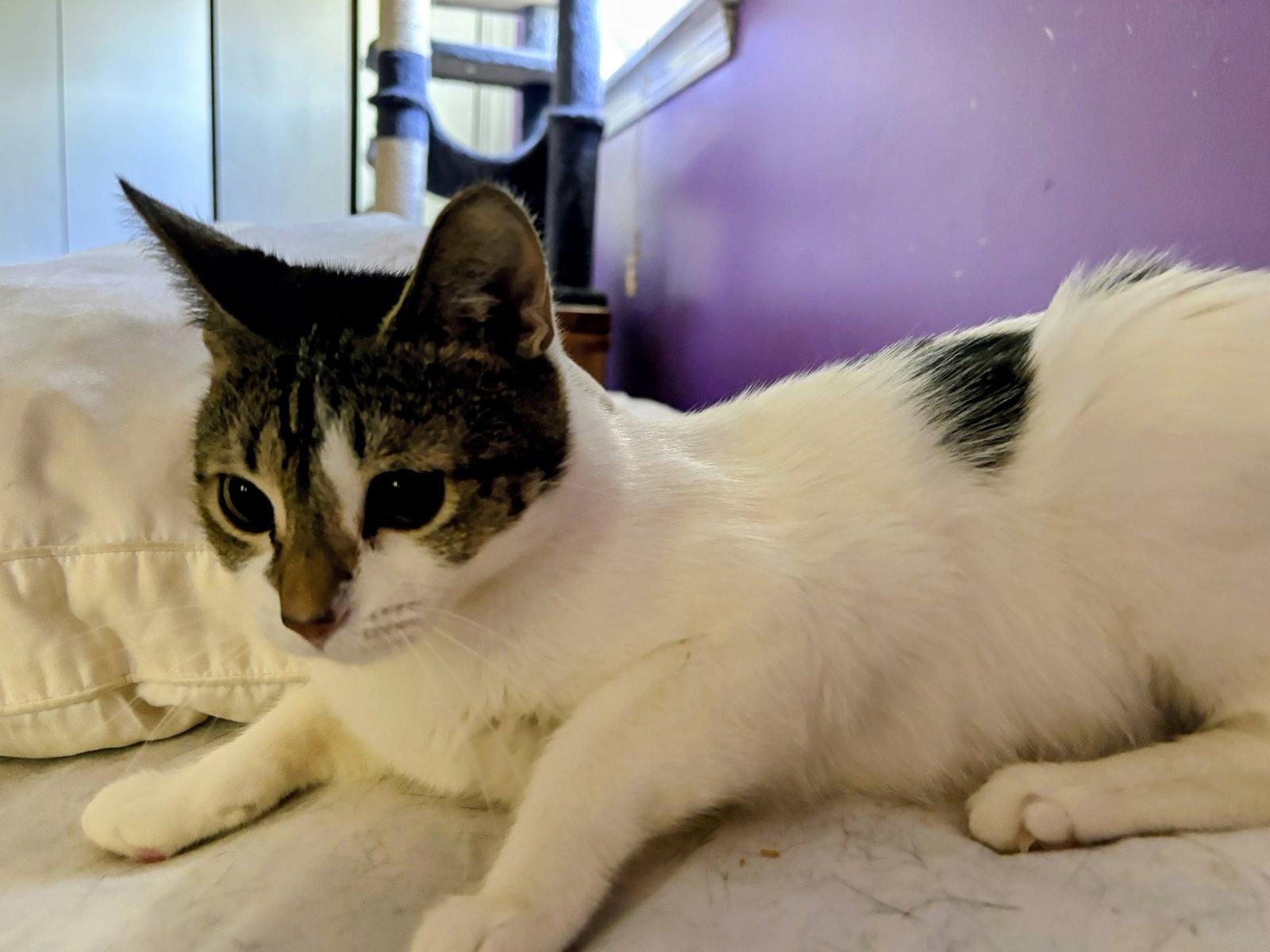 Cassidy, a Adoptable Domestic Short Hair in Allentown, PA image 2/2