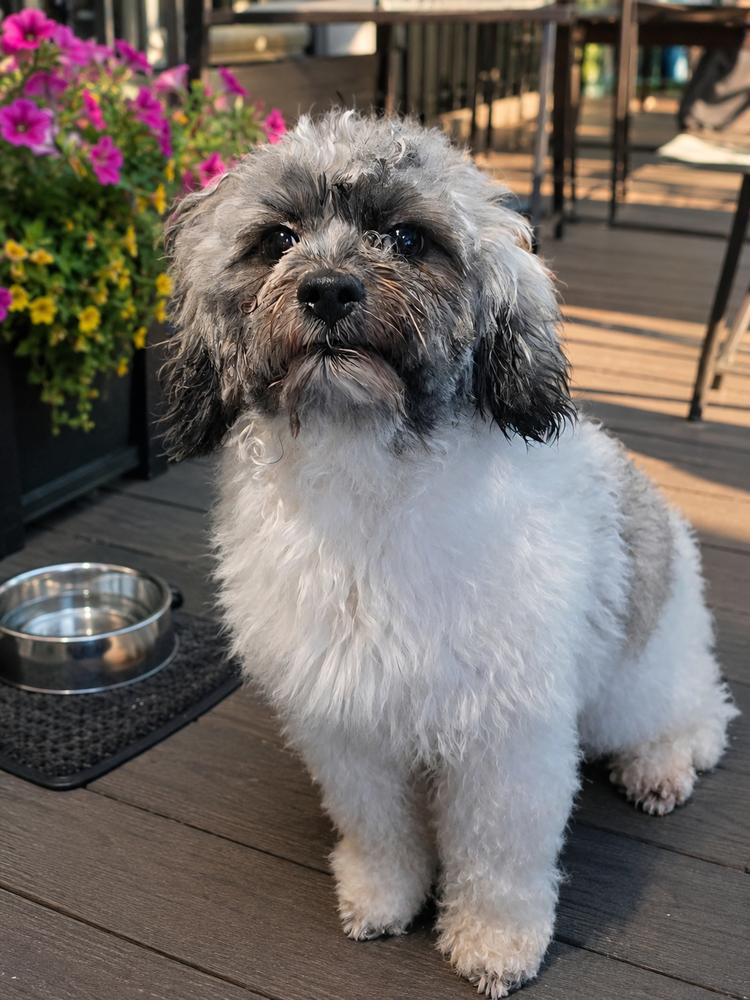 Bernie, Adoptable, Adult Male Bichon Frise & Poodle.