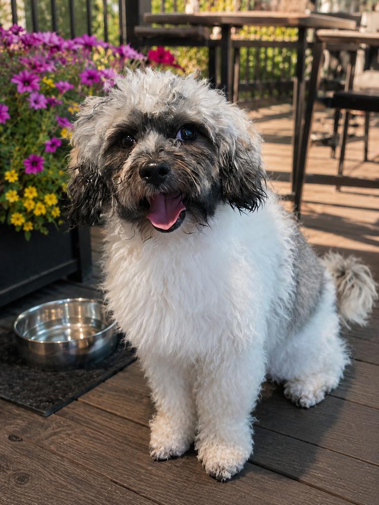 Bernie, a Adoptable mixed breed in Oakland, MI image 2/4