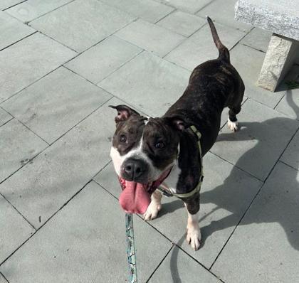 Tulip, Adoptable, Adult Female Mixed Breed & Mixed Breed.