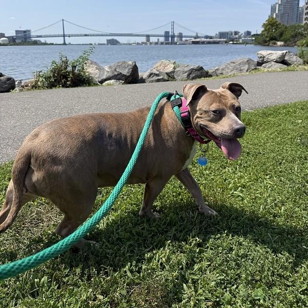 Enlarge Pippi, a Adoptable Mixed Breed in Chester, PA image 4/6