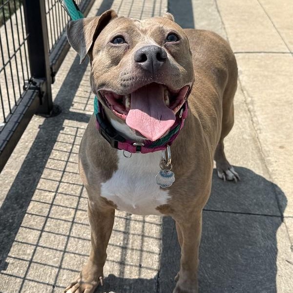 Enlarge Pippi, a Adoptable Mixed Breed in Chester, PA image 3/6