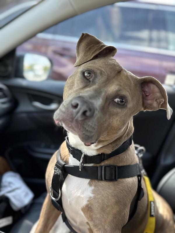 Pippi, Adoptable, Adult Female Mixed Breed.