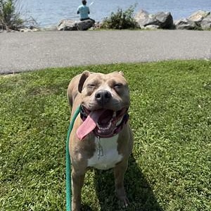 Enlarge Pippi, a Adoptable Mixed Breed in Chester, PA image 5/6