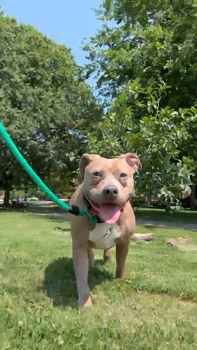 Enlarge Pippi, a Adoptable Mixed Breed in Chester, PA video 6/6