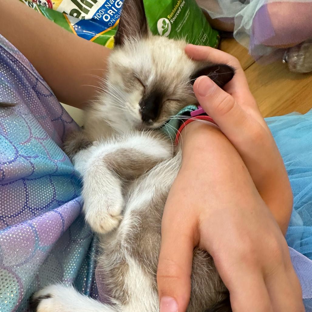 Robin, Adoptable, Kitten Female Domestic Short Hair & Siamese.