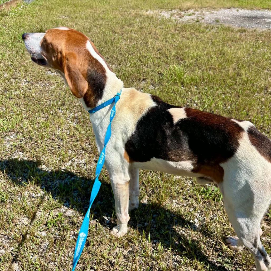 Wrangler, Adoptable, Adult Male Treeing Walker Coonhound.