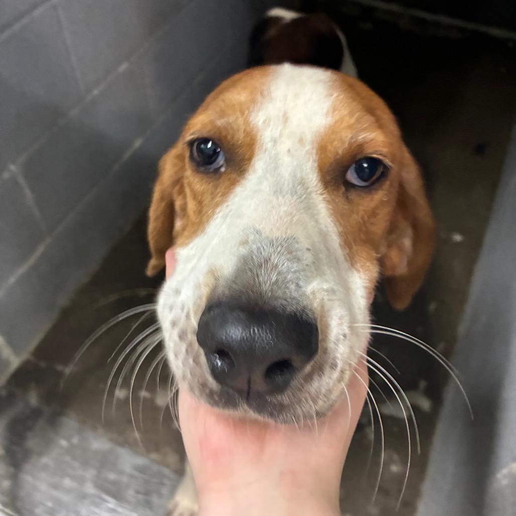 Enlarge Wrangler, a Adoptable Treeing Walker Coonhound in Corbin, KY image 2/6