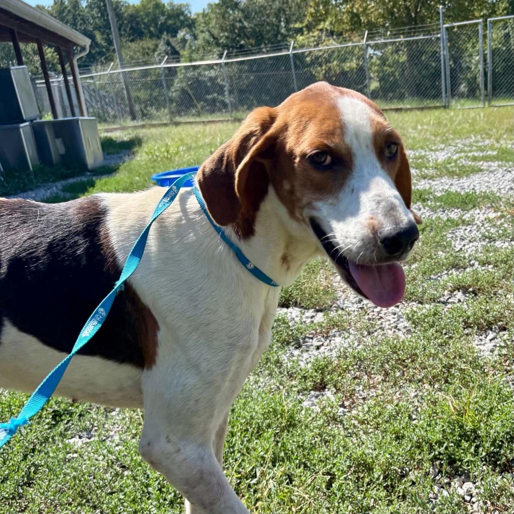 Enlarge Wrangler, a Adoptable Treeing Walker Coonhound in Corbin, KY image 3/6