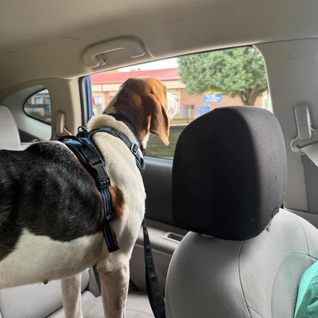 Enlarge Wrangler, a Adoptable Treeing Walker Coonhound in Corbin, KY image 4/6