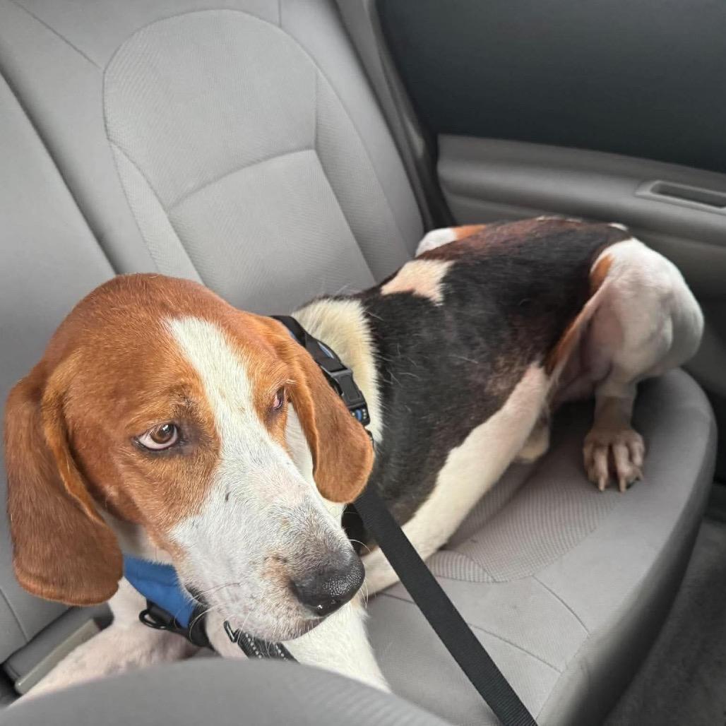 Enlarge Wrangler, a Adoptable Treeing Walker Coonhound in Corbin, KY image 5/6