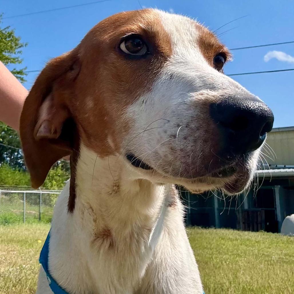 Enlarge Wrangler, a Adoptable Treeing Walker Coonhound in Corbin, KY image 6/6
