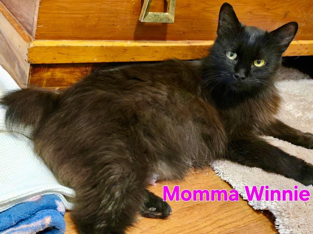 Enlarge Winnie, a Adoptable mixed breed in Leonardtown, MD image 1/4