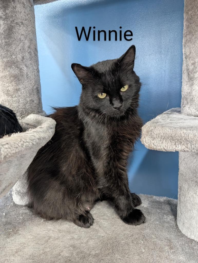 Enlarge Winnie, a Adoptable mixed breed in Leonardtown, MD image 2/4