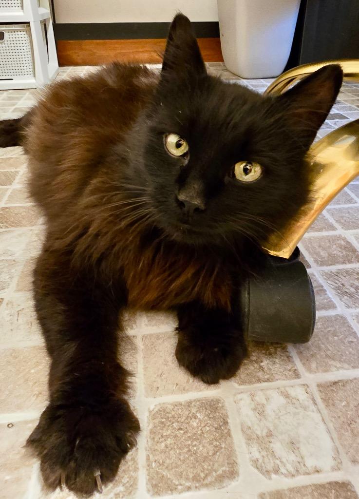 Enlarge Winnie, a Adoptable mixed breed in Leonardtown, MD image 3/4