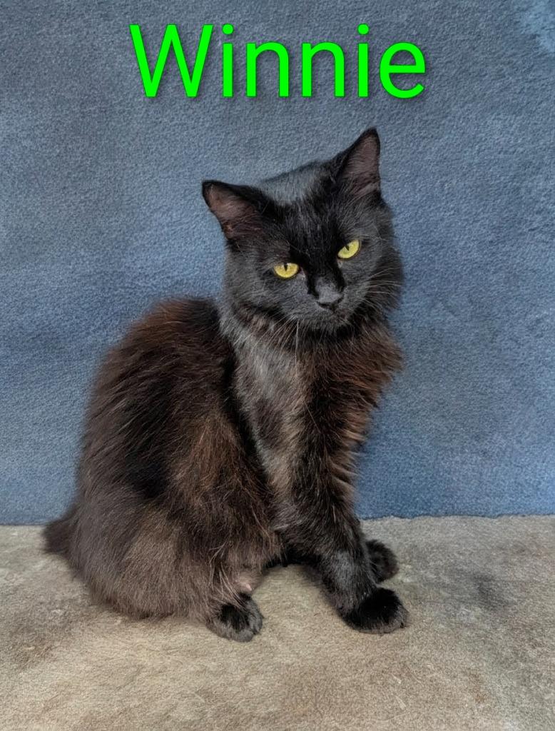 Enlarge Winnie, a Adoptable mixed breed in Leonardtown, MD image 3/4