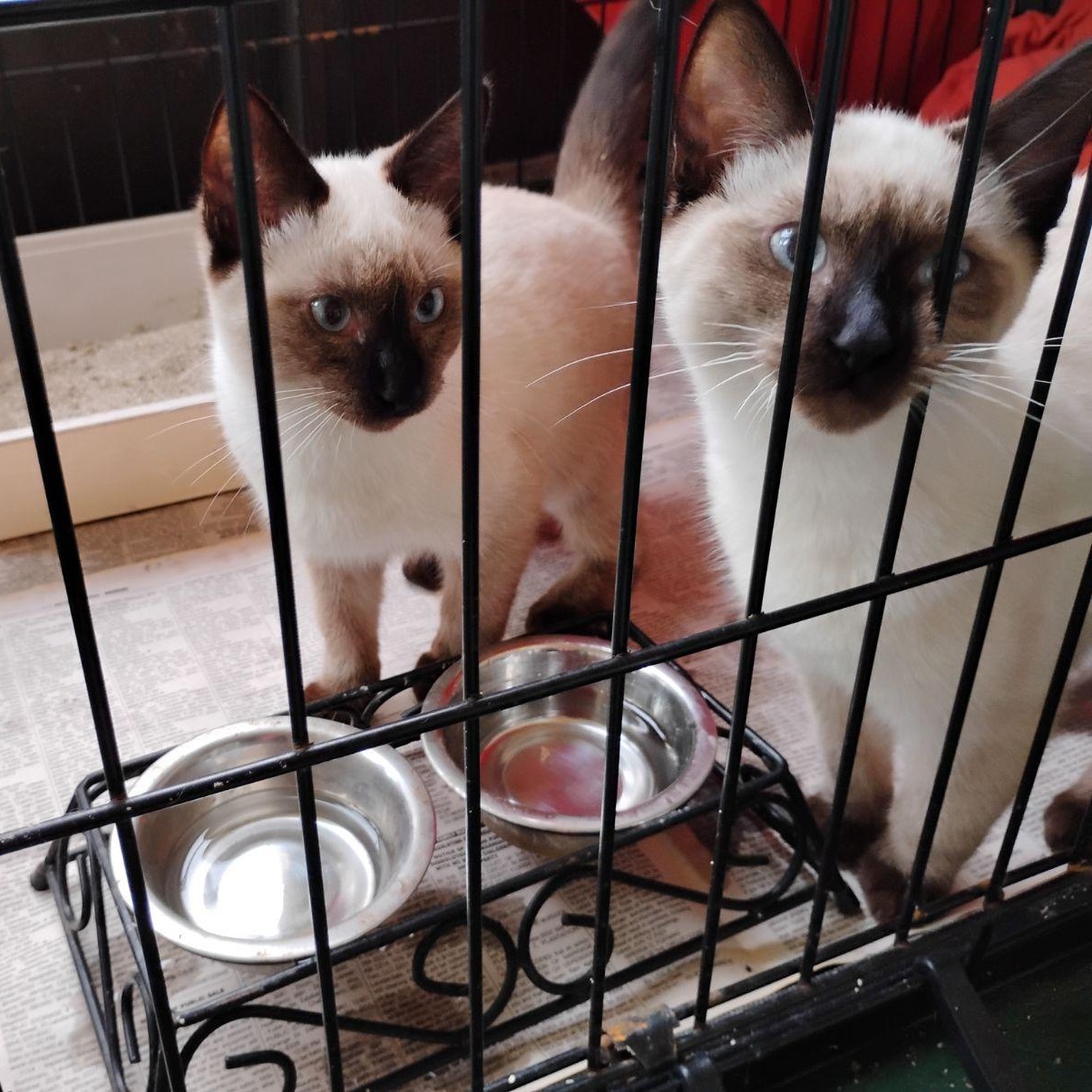 Enlarge Thelma and Louise, a Adopted Siamese in Plantation, FL image 1/3